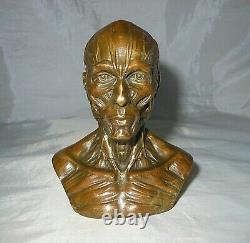 Curiosite Cabinet/bronze Bust Ecorche/medicine/office Object