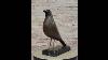 Minimalist Bronze Bird Sculpture Modern Art Deco Style Figurine On Marble Base Ycn 155