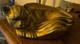 Very Beautiful Art Deco Bronze Sculpture Of A Sleeping Cat, 1940s/1950s