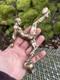 Mascotte Automobile Bronze Rugbyman & Rugby & Vers 1930 & Art Deco